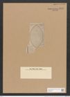 Surirella hastata A. Schm. (de-Toni-Nr.: Genus 53, Species 2372) Zeichnungen Sammlung Grunow Nr. 4776 (NHMW-BOT-W0372905)